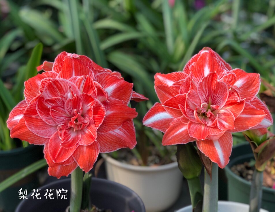阳光少女梨花花院进口朱顶红