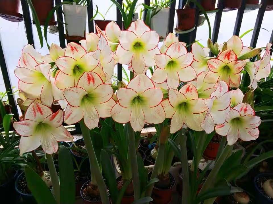 毕加索梨花花院进口朱顶红