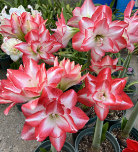 【现货】花孔雀 秘鲁进口朱顶红  多花品种 爱生侧