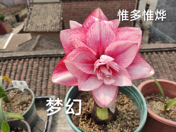 蒂卡系列侧球不圆/卡布鲁斯/梦幻/珊瑚之星/日出/母球已开花对版