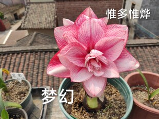 蒂卡系列侧球不圆/卡布鲁斯/梦幻/珊瑚之星/日出/母球已开花对版