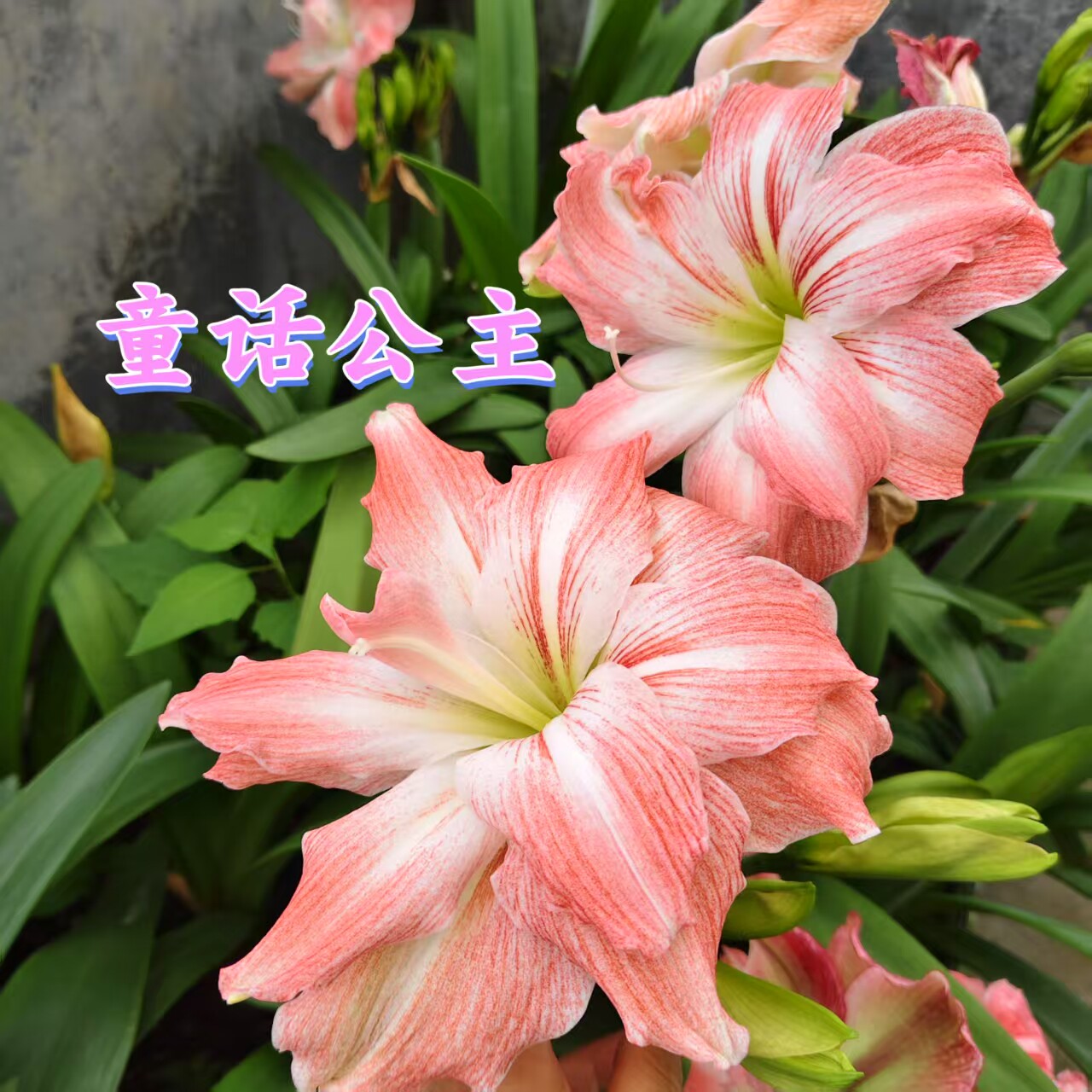 大花重瓣朱顶红童话公主、甜蜜妮芙、凤舞广东发货带叶带根包对板