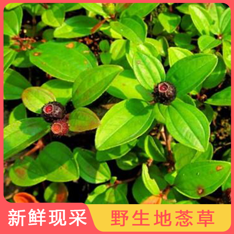 野生地菍草新鲜现采地稔草中草药材紫茄子铺地锦地捻草地念草500g