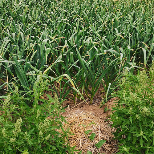 2025新鲜蒜苔红帽蒜苔苔蒜新大蒜1斤包邮