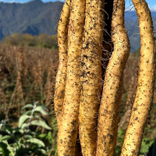 四川宝兴粉糯山药仿野种植粉糯细腻顺滑可口高海拔雪山新鲜现挖
