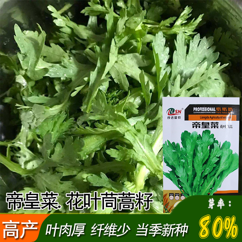 良达盛农帝皇菜花叶茼蒿种子 大田叶片肥大而肥厚芽率