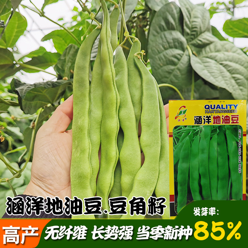 涵洋地油豆种子 大田庭院高产芽率高当季地油豆角籽结荚饱满易种