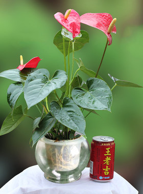 红掌盆栽水培植物客厅新房好养