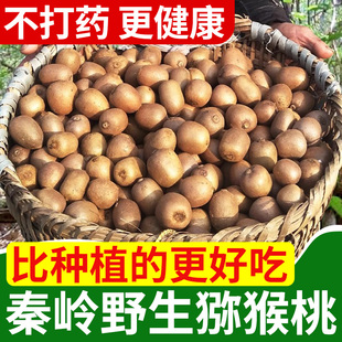 2025现摘现发秦岭纯野外生猕猴桃甜新鲜当季 水果陕西翠香小猕猴桃