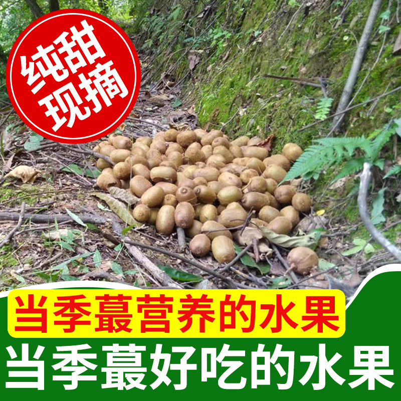 巨巨好吃!当季应季必吃野生猕猴