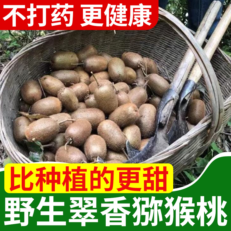 野生猕猴桃新鲜包邮秦岭翠香弥猴