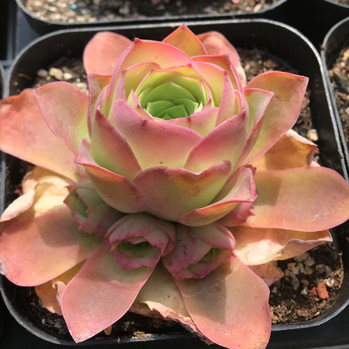 一物一拍黄金帕尔马山地玫瑰多肉植物粉红山地稀有物种 - 封面