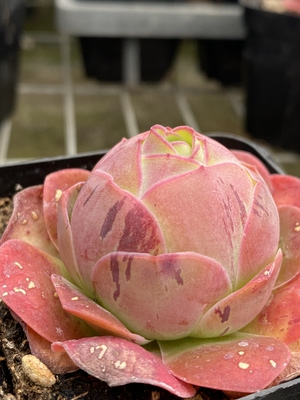 红帕 大型帕尔马优选 大型山地玫瑰多肉植物 一物一拍
