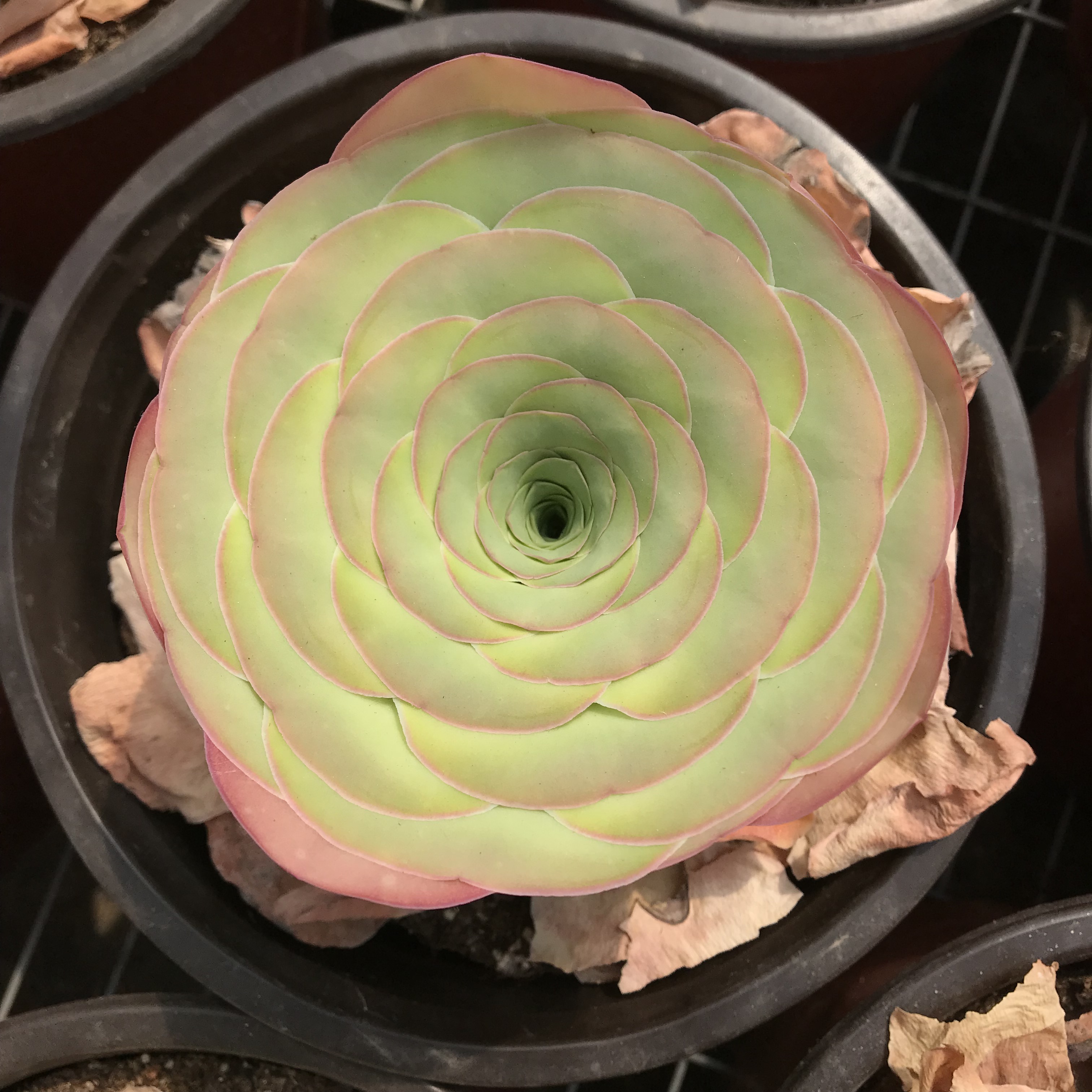 大型多肉植物价格 大型多肉植物图片 星期三