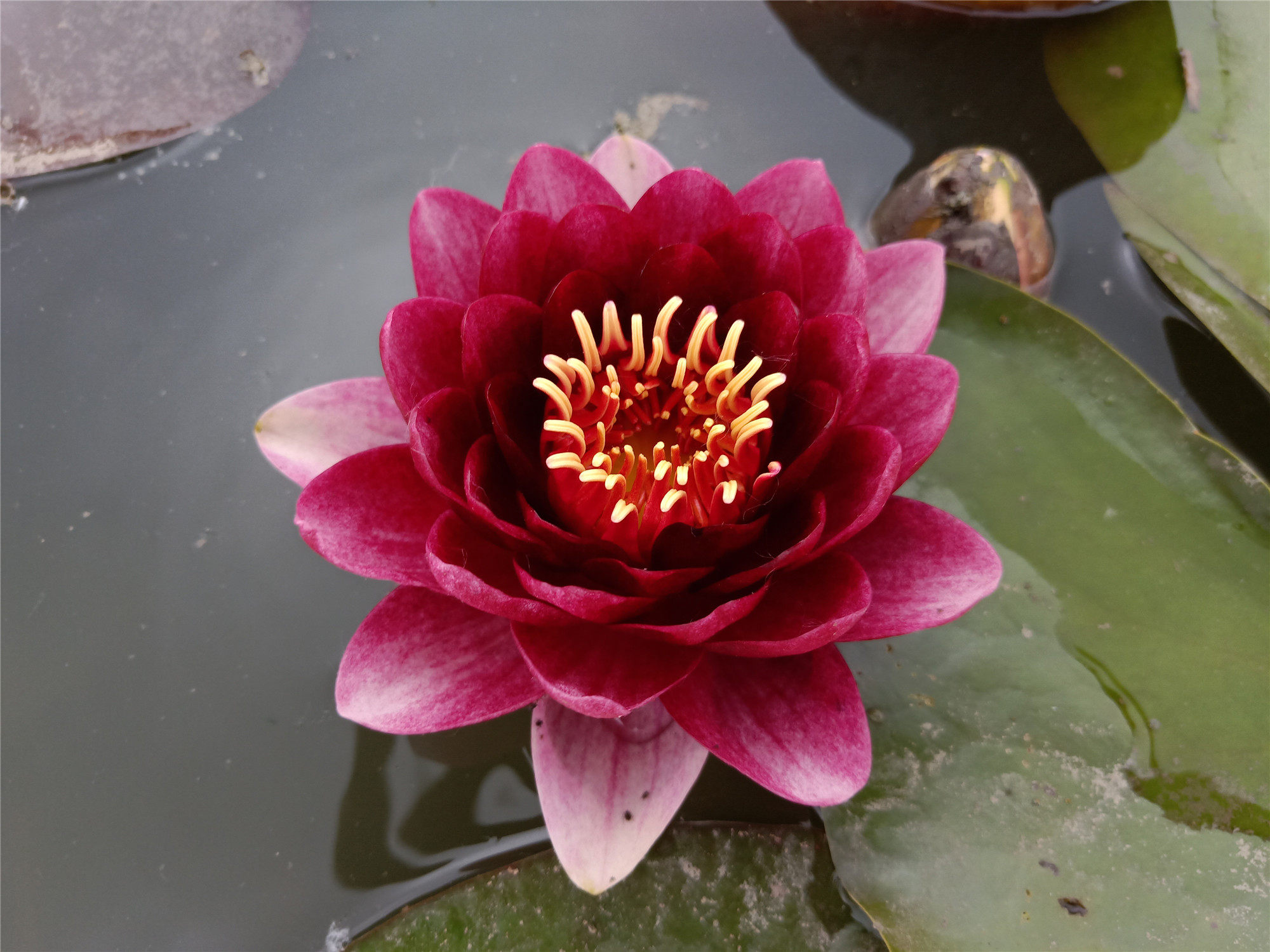 深红色黑红进口耐寒睡莲庭院别墅鱼池水生植物花卉品种:澳毛斯特