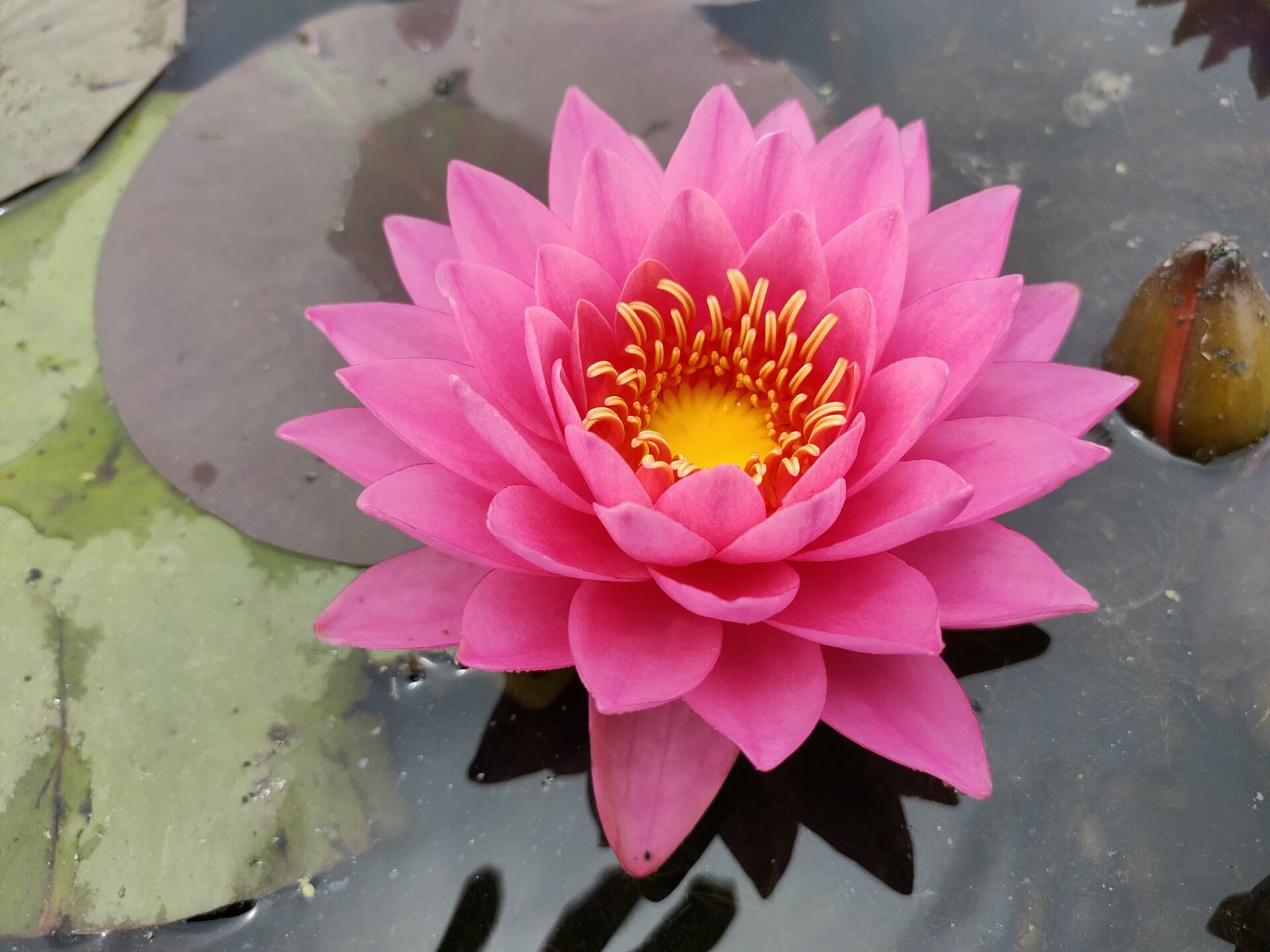 香睡莲—暹罗小姐— 莲花种茎粉红色睡莲根块水生植物庭院别墅