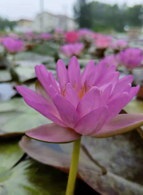 睡莲夏秋紫色耐寒丰花