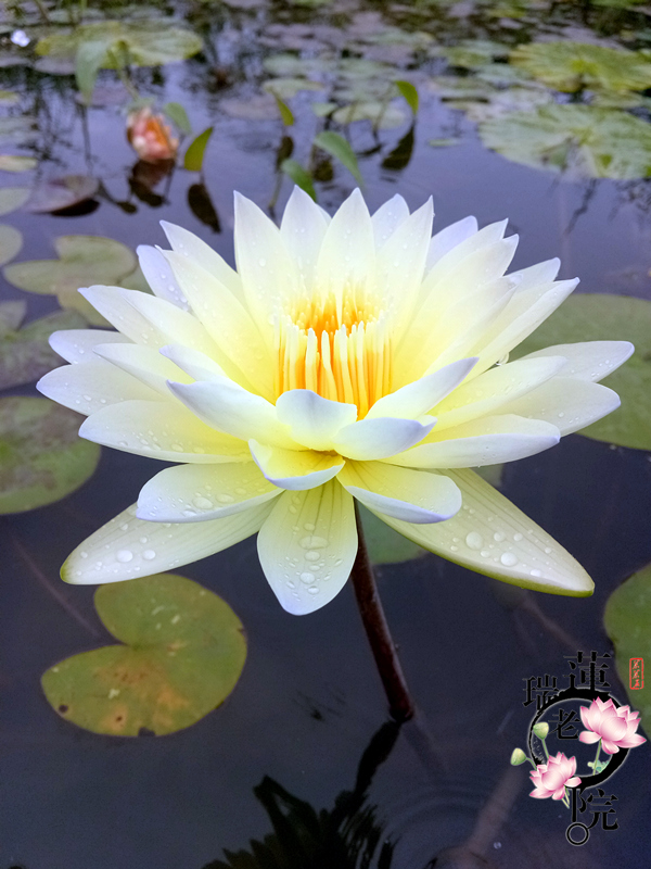 进口名贵花卉热带睡莲带花苞苗种根稀有品种非水培植物--潘燮