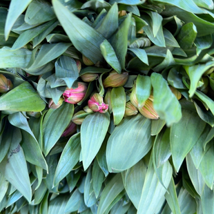 2把红蝴蝶六出花三单空运二单冷链