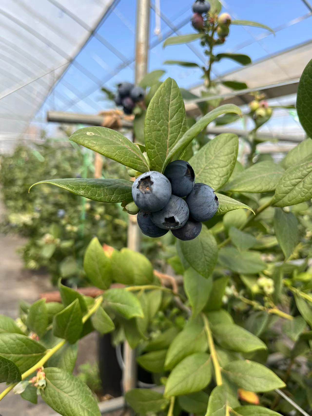 云南抚仙湖花香蓝莓L25包邮顺丰空运（单独发货）