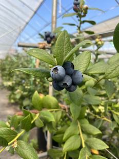 单独发货 顺丰空运 包邮 云南抚仙湖花香蓝莓L25