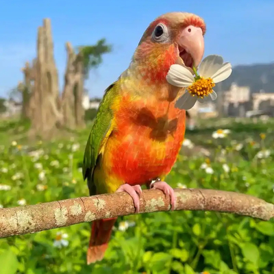小太阳鹦鹉会说话躺手手养亲人凤梨黄边肉桂绿颊鸟类半毛雏鸟活鸟