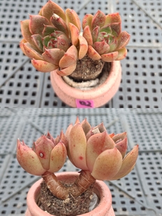 清仓处理mini小老桩多肉植物一物一拍小玻璃瓶透明花盆可种植迷你