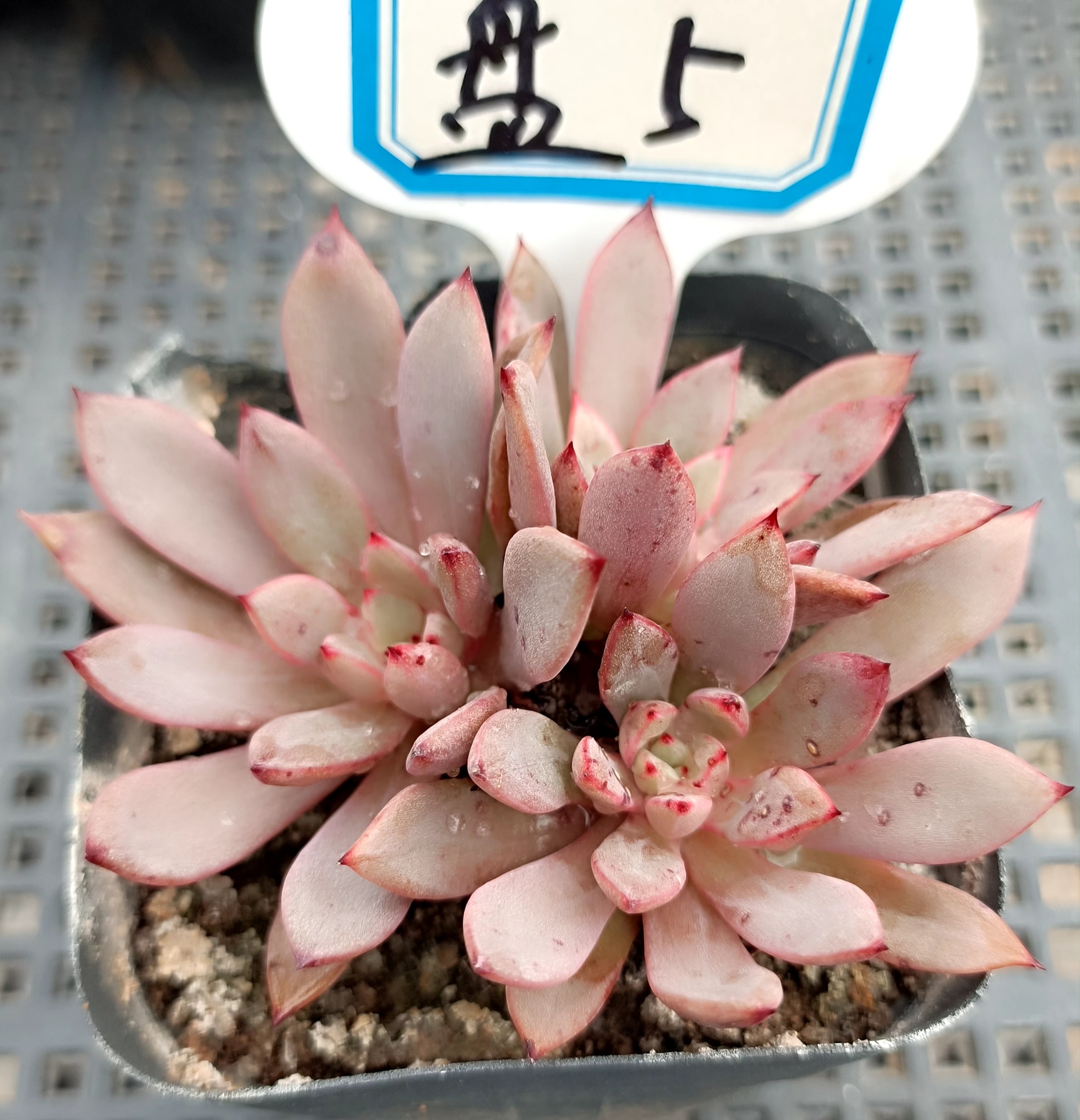 清棚多肉盆景素材一物一拍4-5三色堇绿爪灰姑娘艾桃海胆芒果美人