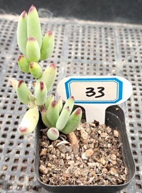精品多肉组合绿植一物一拍33长生草福娘篝火银波锦全明星仙女杯杂