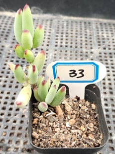 精品多肉组合绿植一物一拍33长生草福娘篝火银波锦全明星仙女杯杂