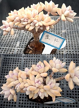 精品控养多肉老桩一物一原始红糖艾桃雪精灵旭鹤观音莲植物盆景32