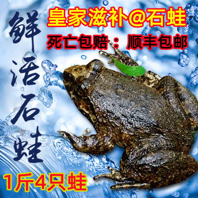石蛙鲜活泉养山珍石鳞棘胸蛙石冻