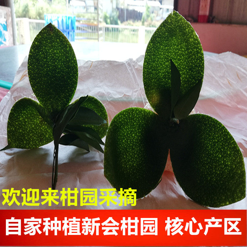 2024年新会青皮果皮干正宗广东特产新鲜柑果大红桔橘子老柑皮泡水