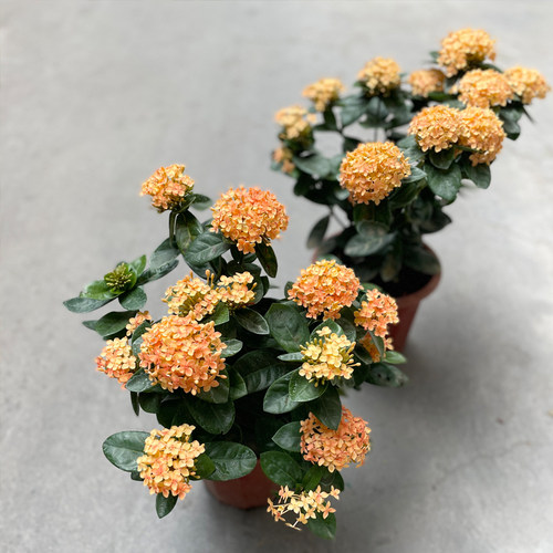 龙船花多年生阳台四季耐热
