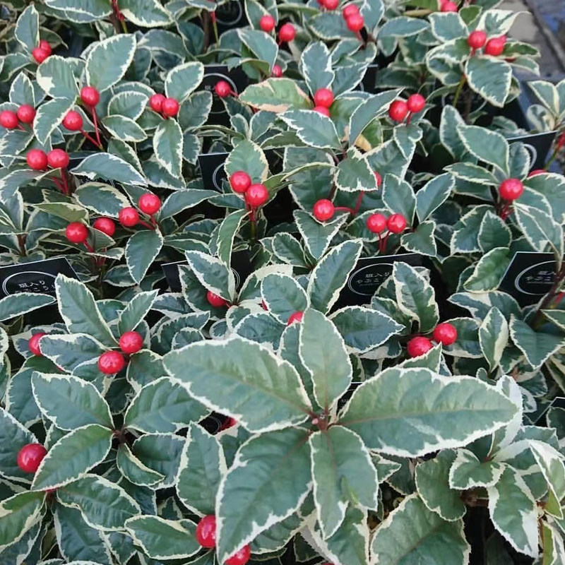 花叶紫金牛盆栽室外花园阳台盆栽植物多年生耐热耐寒宿根花卉