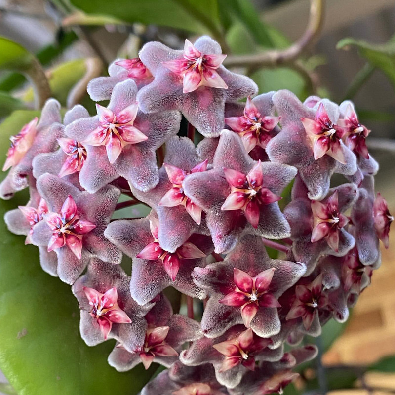 黑巴顿球兰大花品种 耐寒耐热 勤花品种 阳台植物花卉