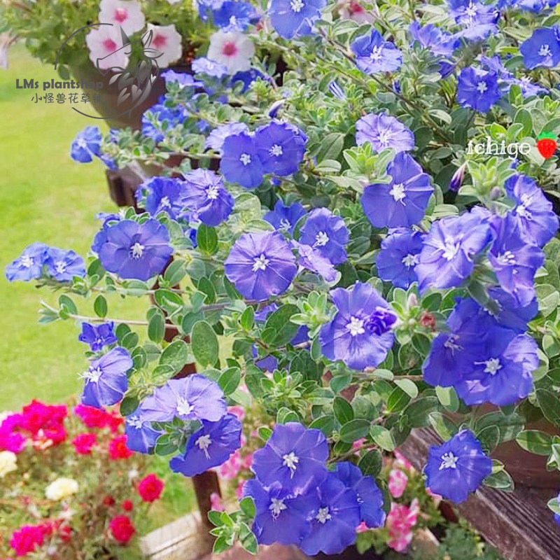 蓝星花盆栽 夏季开花植物 爆花室外阳台花园植物耐热多年生易养