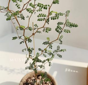 童话树盆栽新西兰槐树观叶植物耐热sophoraprostrata