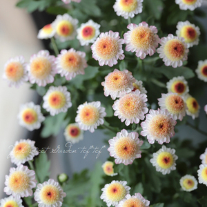 日本新品进口多年生耐热耐寒庭院秋季花卉 丰花菊花苗 '珠玉の卵'