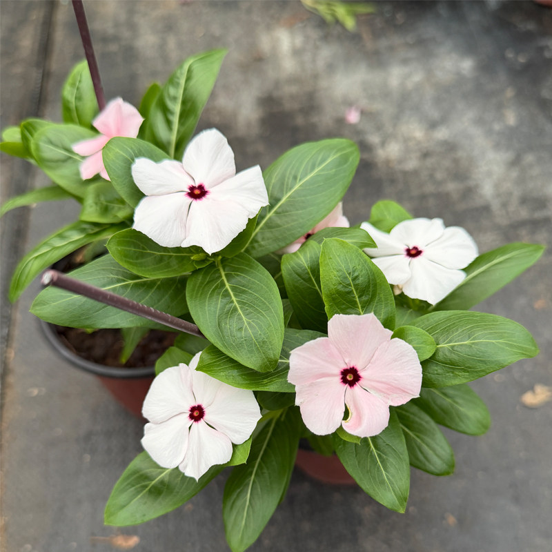 长春花盆栽苗紫色眼睛多年生耐热夏季四季开花植物室外阳台盆栽