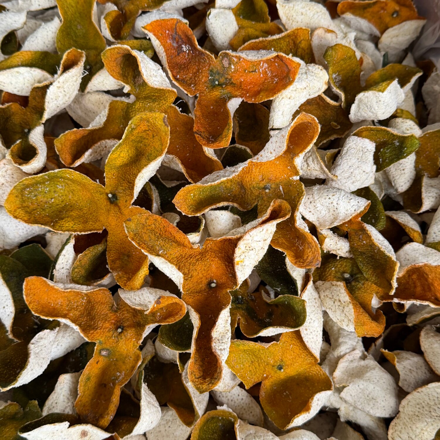 【天马日字围】2025新会二红皮核心产区500克罐装