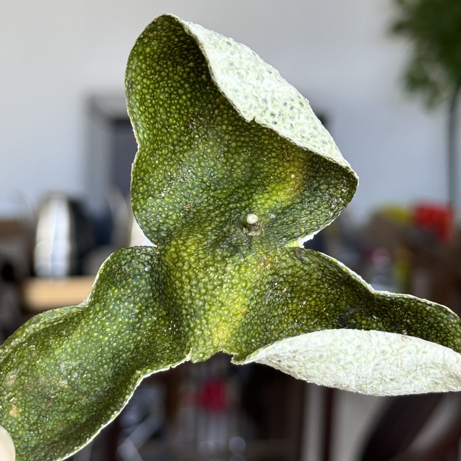 2024南坦大青皮正宗新会陈皮原产地250克袋装罐装