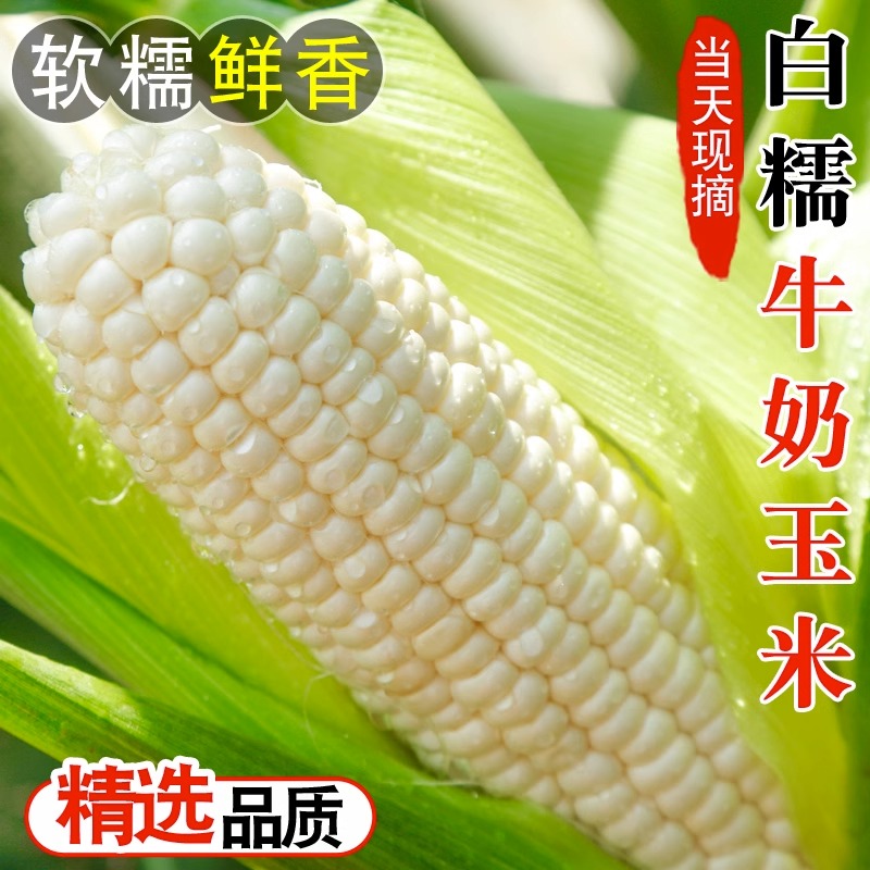 广西现摘白甜糯玉米10斤新鲜当季白糯甜棒子苞谷粒玉米蔬菜3/5斤