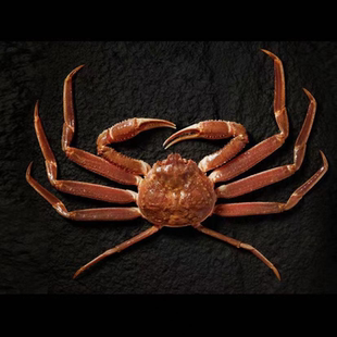 松叶蟹长脚蟹板蟹海鲜海蟹大板蟹枫叶蟹鲜活到家水产海产鳕蟹日料