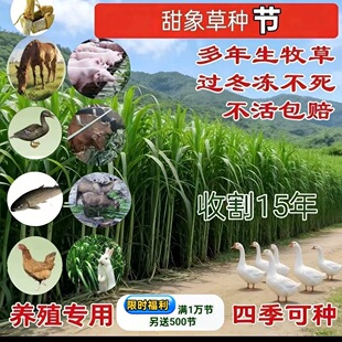 多年生高产耐寒无毛甜象草3号巨菌草新型皇竹草巨菌草红象草种节