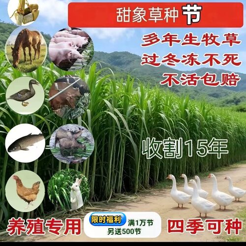 多年生高产耐寒无毛甜象草3号巨菌草新型皇竹草巨菌草红象草种节