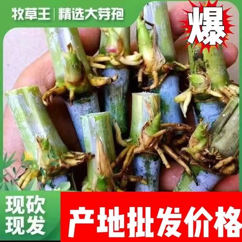无毛甜象草3号金牧粮草皇竹草红象草高产耐寒多年生四季常青牧草