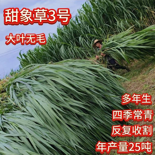 高产巨菌无绒毛甜象牧草种子