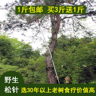 新鲜松针正宗深山野生30年马尾松松树叶枝食用松毛自制酵素松针茶