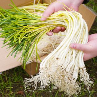 2025新货江西荞头新鲜现挖藠头去须叶时令新鲜蔬菜茭白小蒜茭叫头